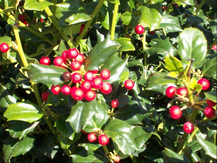 China Dynasty (China China Girl & China Boy) Holly ~ Ilex x meserveae G3