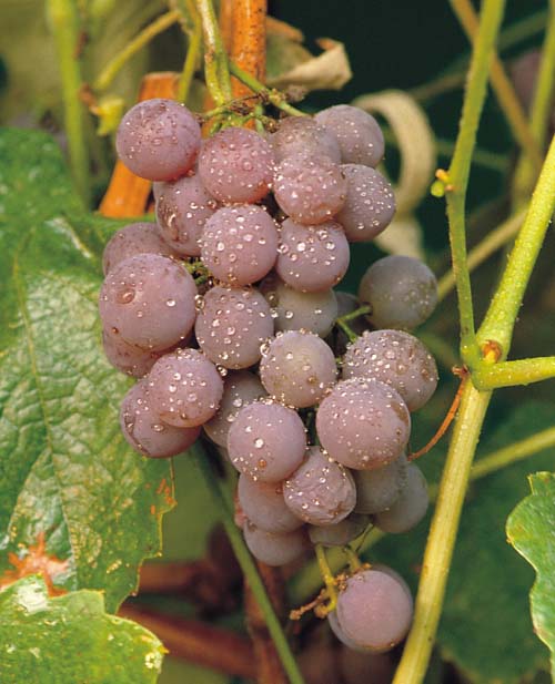 Canadice Seedless Grape ~ Vitis labrusca x vinifera 'Canadice' 19CM