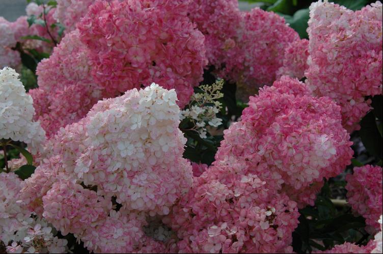 Vanilla Strawberry™ Hydrangea ~ Hydrangea paniculata 'Renhy' G3