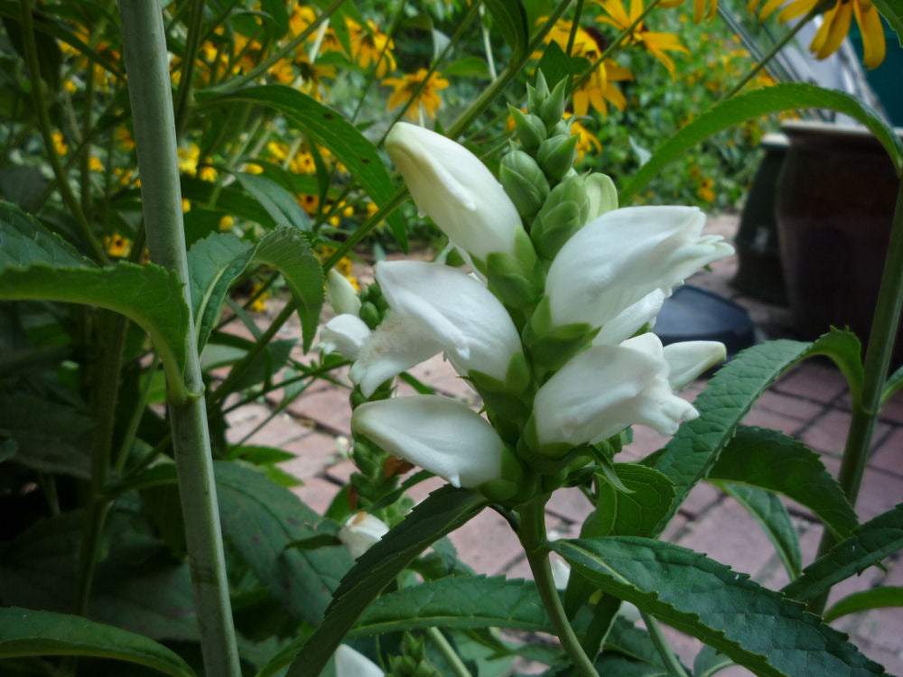 White Turtlehead ~ Chelone glabra 19CM