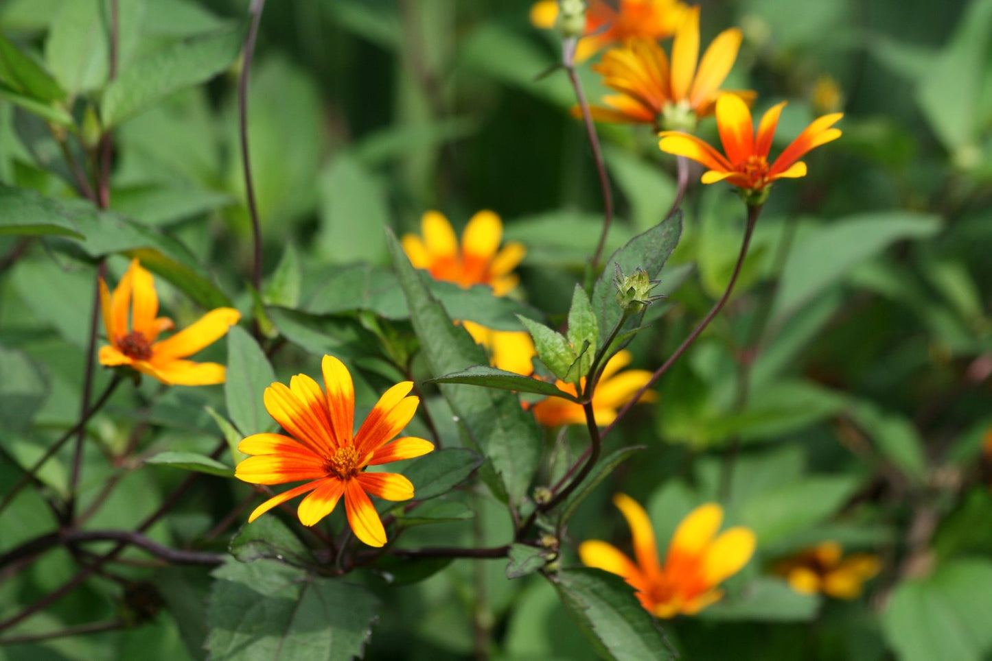 Summer Nights False Sunflower ~ Heliopsis helianthoides 'Summer Nights' G2