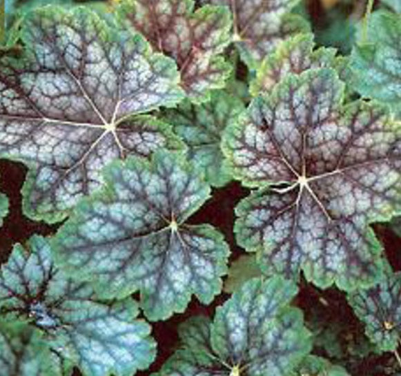 Dale's Strain Coral Bells ~ Heuchera americana 'Dale's Strain' 19CM