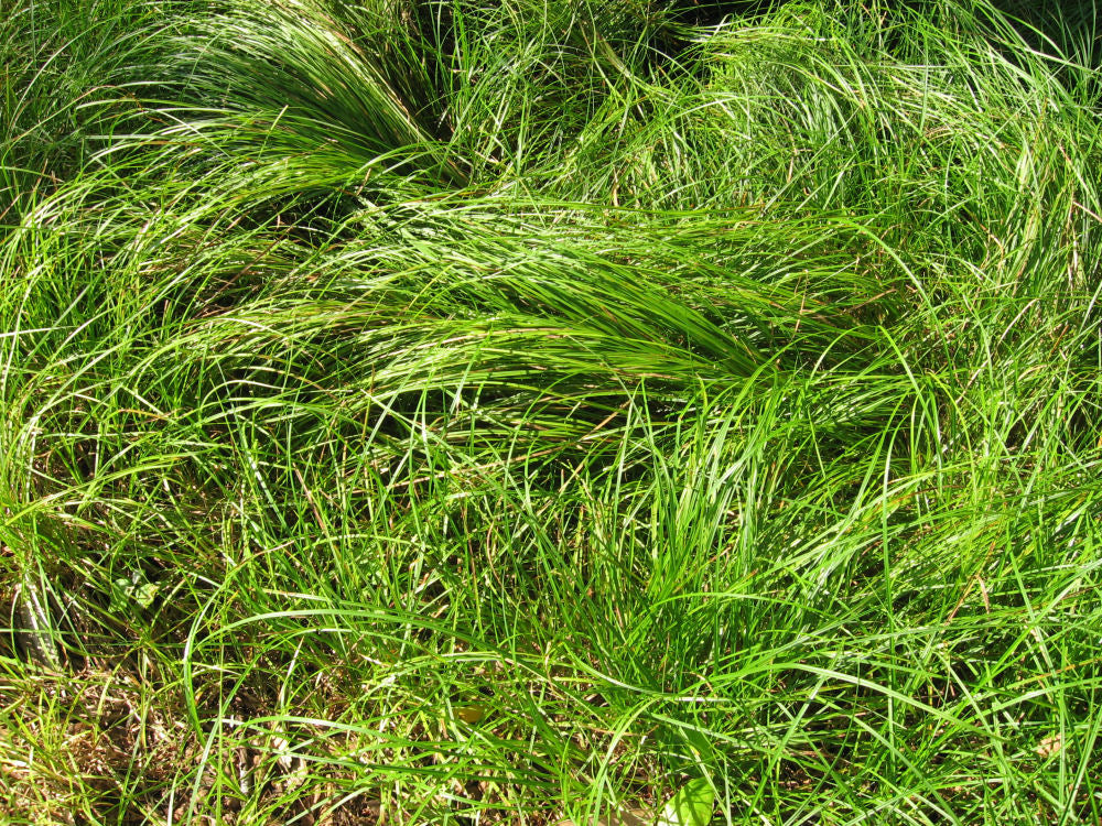 Pennsylvania Sedge ~ Carex pensylvanica 19CM