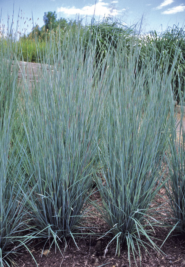 Prairie Blues Little Bluestem ~ Schizachyrium scoparium 'Prairie Blues' G2 AB