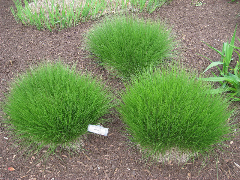 Prairie Dropseed ~ Sporobolus heterolepis G2