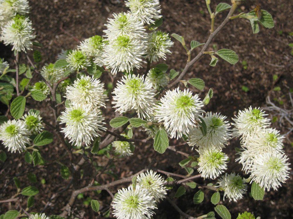 Dwarf Fothergilla ~ Fothergilla gardenii G2