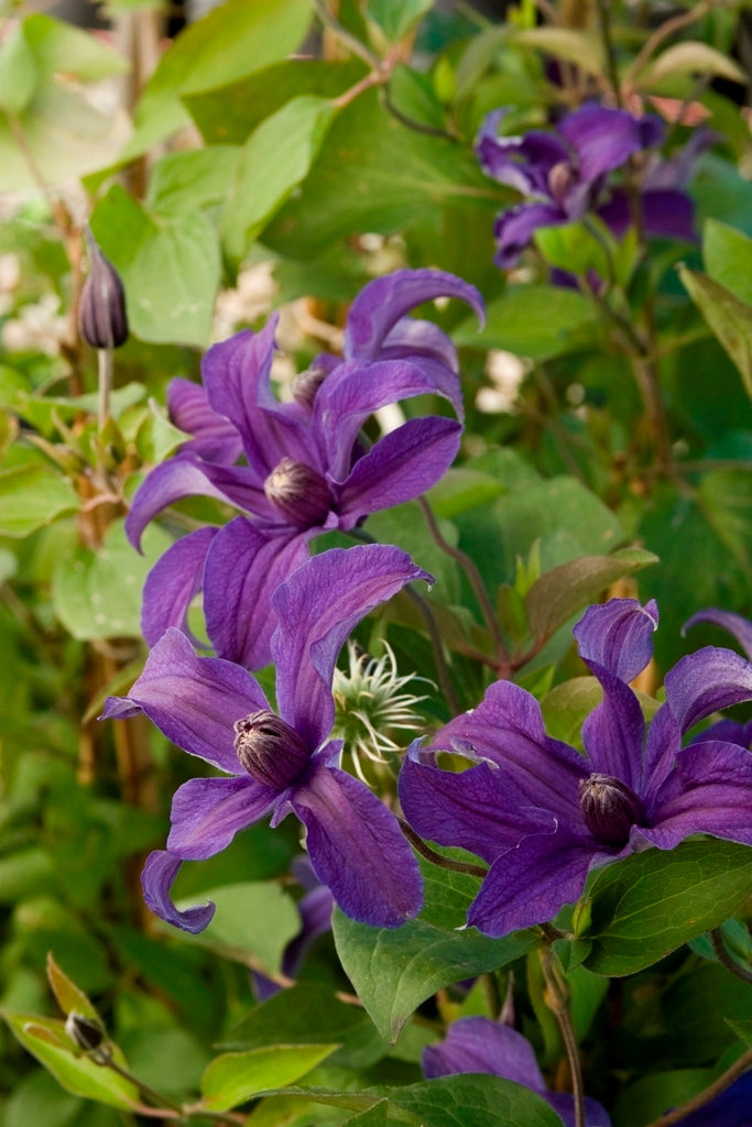 Sapphire Indigo™ Clematis ~ Clematis x 'Cleminov 51' 19CM
