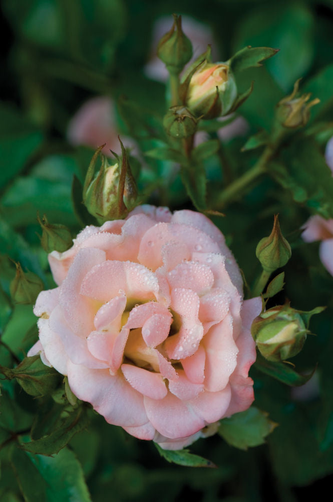 Peach Drift® Groundcover Rose ~ Rosa ‘Meiggili’ 19CM