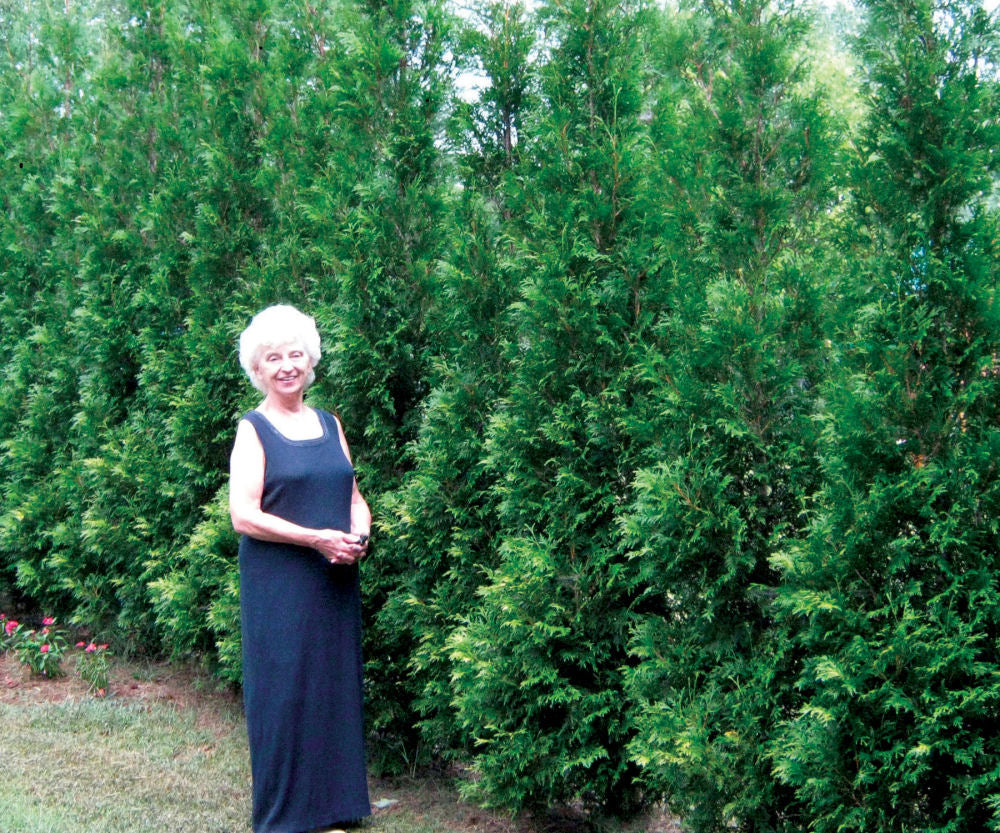 FULL SPEED A HEDGE® American Pillar Arborvitae ~ Thuja occidentalis G3