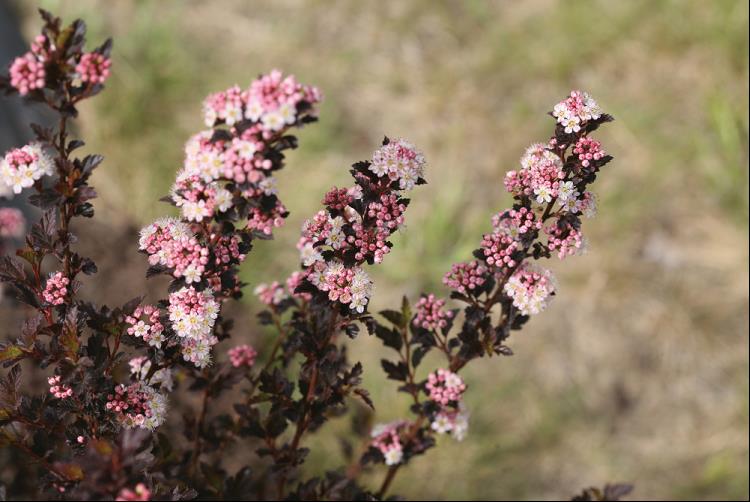 Tiny Wine® Ninebark ~ Physocarpus opulifolius 'SMNPOTW' G2
