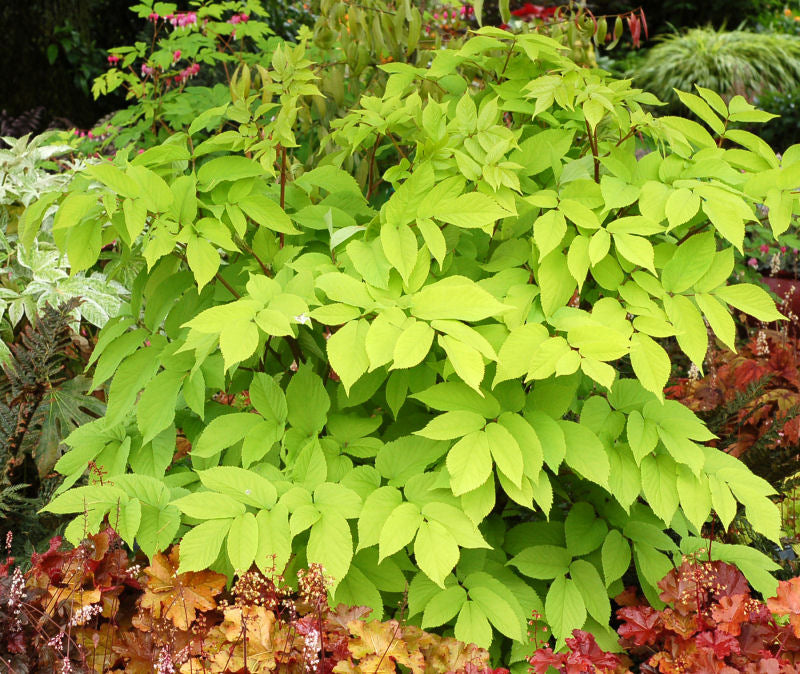 Sun King Golden Japanese Spikenard ~ Aralia cordata 'Sun King' G1