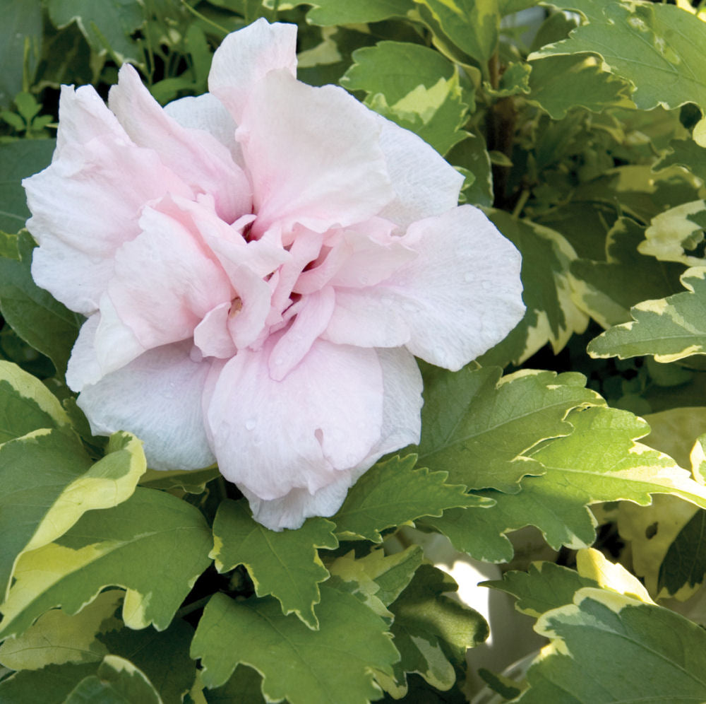 Sugar Tip® Rose of Sharon ~ Hibiscus syriacus 'America Irene Scott' G1 TREE