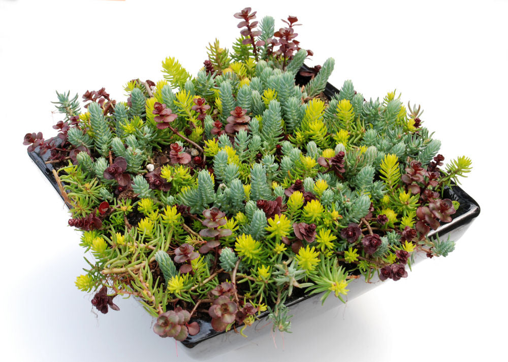 Flaming Carpet Stonecrop ~ Sedum 19CM