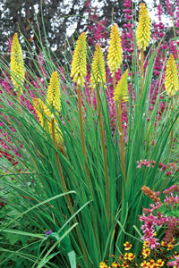 Pineapple Popsicle Red Hot Poker ~ Kniphofia 'Pineapple Popsicle' 19CM