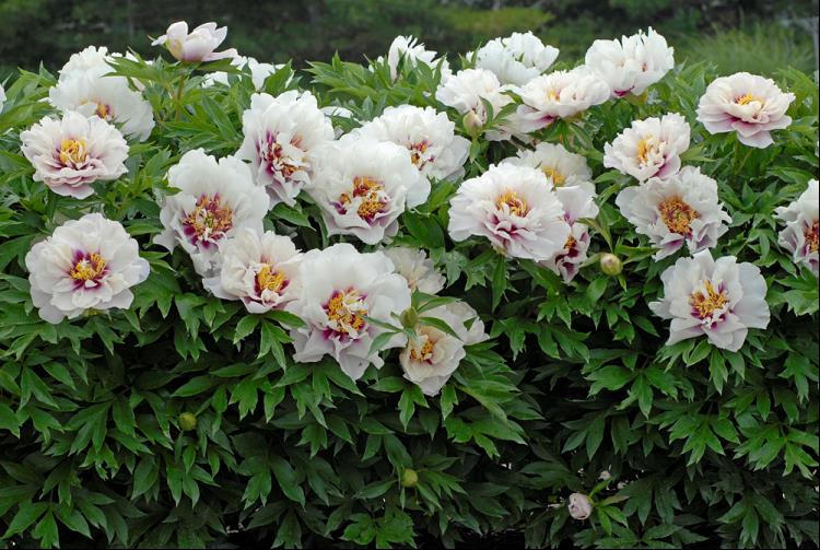 Cora Louise Itoh Peony ~ Paeonia x G2
