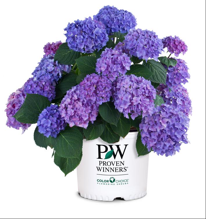 Let's Dance® Rhythmic Blue® Reblooming Hydrangea ~ Hydrangea macrophylla 'SMHMES14' G2