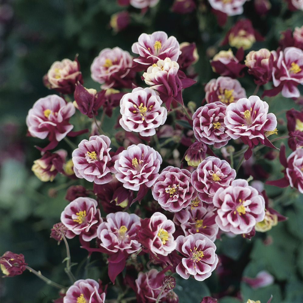 Winky Double Red & White Columbine ~ Aquilegia x 'Double Red & White' 19CM