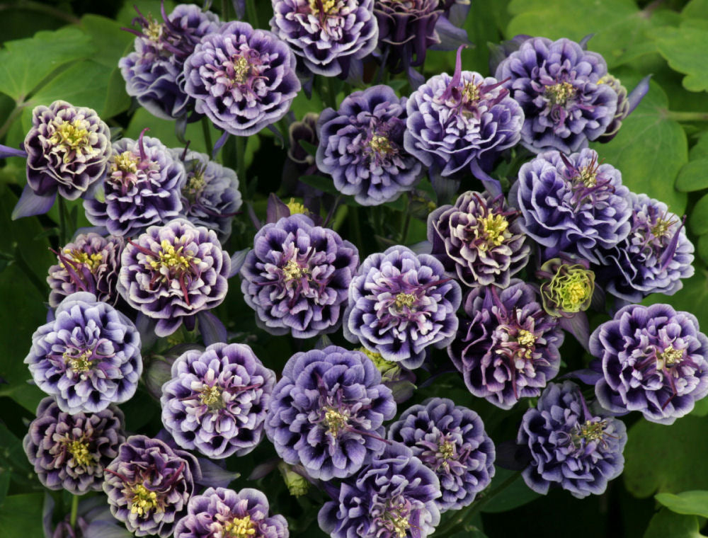 Winky Double Dark Blue & White Columbine ~ Aquilegia x 'Double Dark Blue & White' 19CM