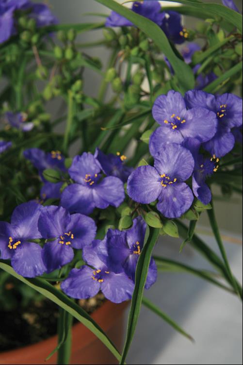 Amethyst Kiss™ Spiderwort ~ Tradescantia 'Radtrad' 19CM