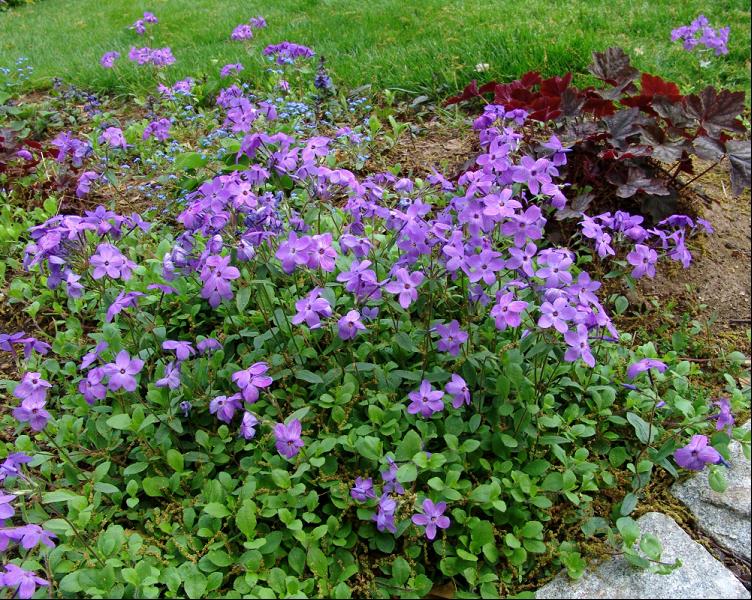 Sherwood Purple Creeping Phlox ~ Phlox stolonifera 'Sherwood Purple' G1