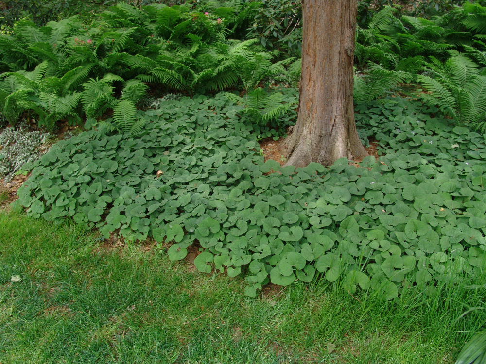 Wild Ginger ~ Asarum canadense 19CM/G1