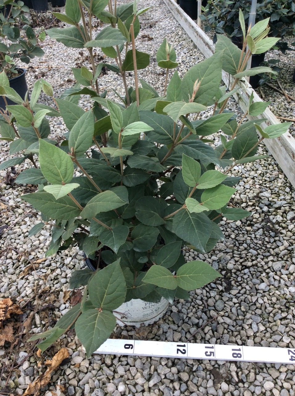 Spice Girl® Korean Spice Viburnum ~ Viburnum carlesii 'Spiro' G3