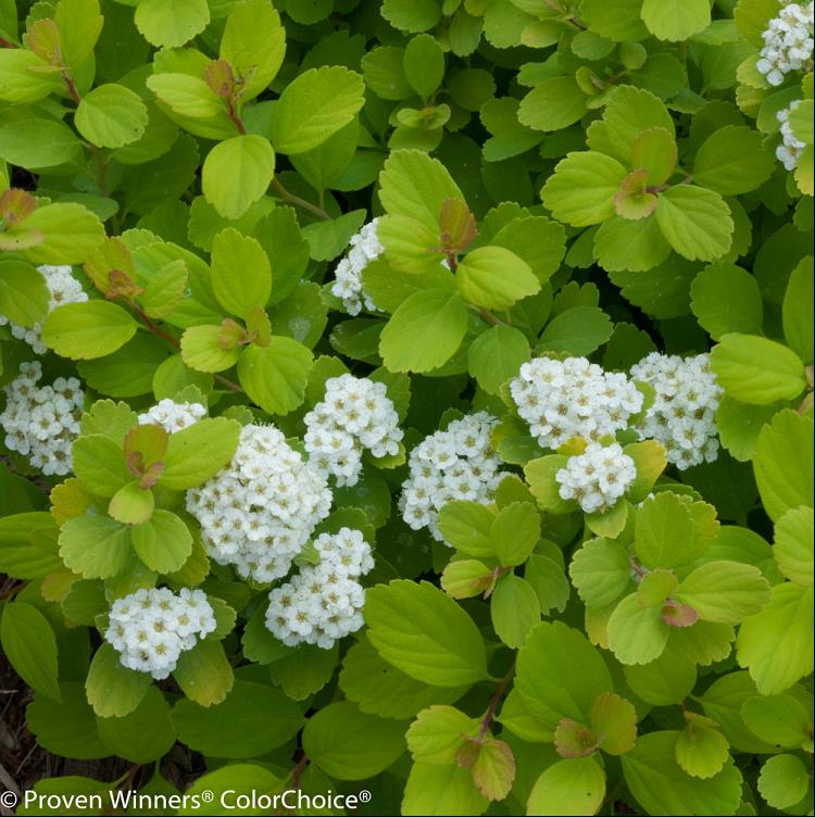 Glow Girl® Birchleaf Spirea ~ Spiraea betulifolia 'Tor Gold' G3