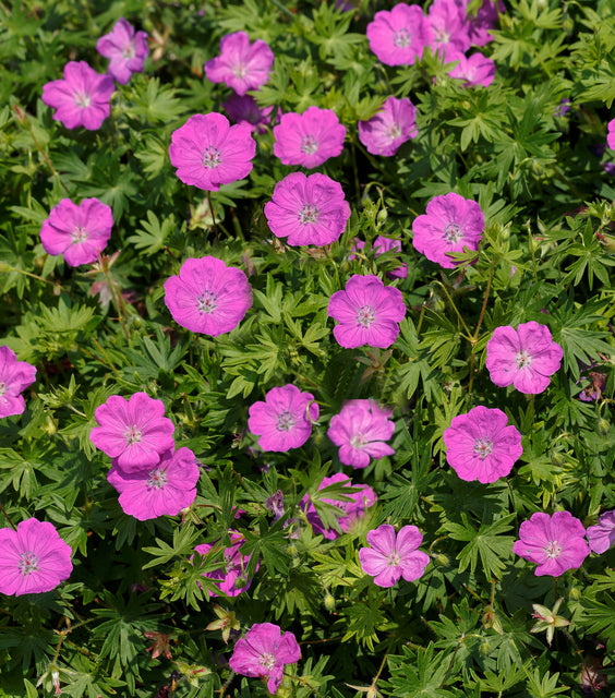 Max Frei Bloody Cranesbill ~ Geranium sanguineum 'Max Frei' 19CM