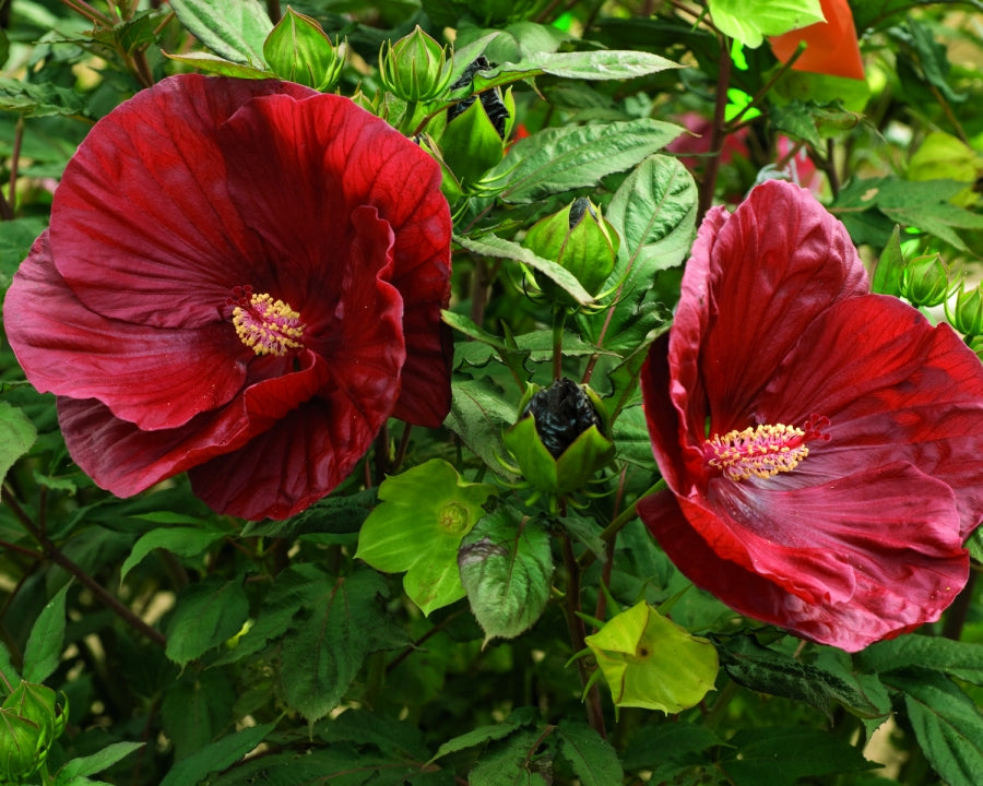 Summerific® Cranberry Crush Rose Mallow ~ Hibiscus x G2