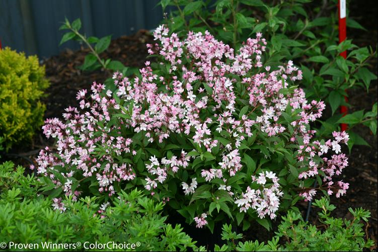 Yuki Cherry Blossom® Deutzia ~ Deutzia x 'NCDX2' G2