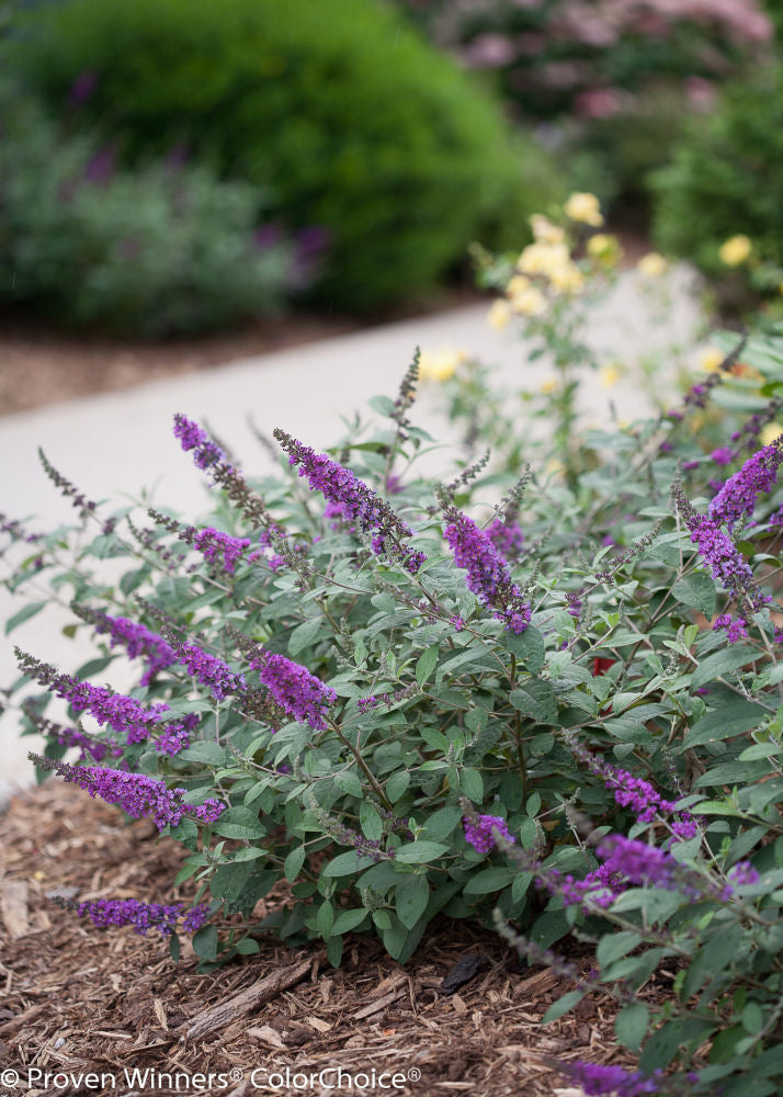 Lo & Behold® Blue Chip Jr. Butterfly Bush ~ Buddleia x 'Blue Chip Jr.' G3