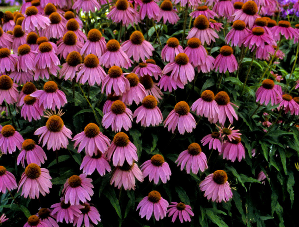 Kim's Knee High Coneflower ~ Echinacea purpurea ‘Kim’s Knee High’ 17CM