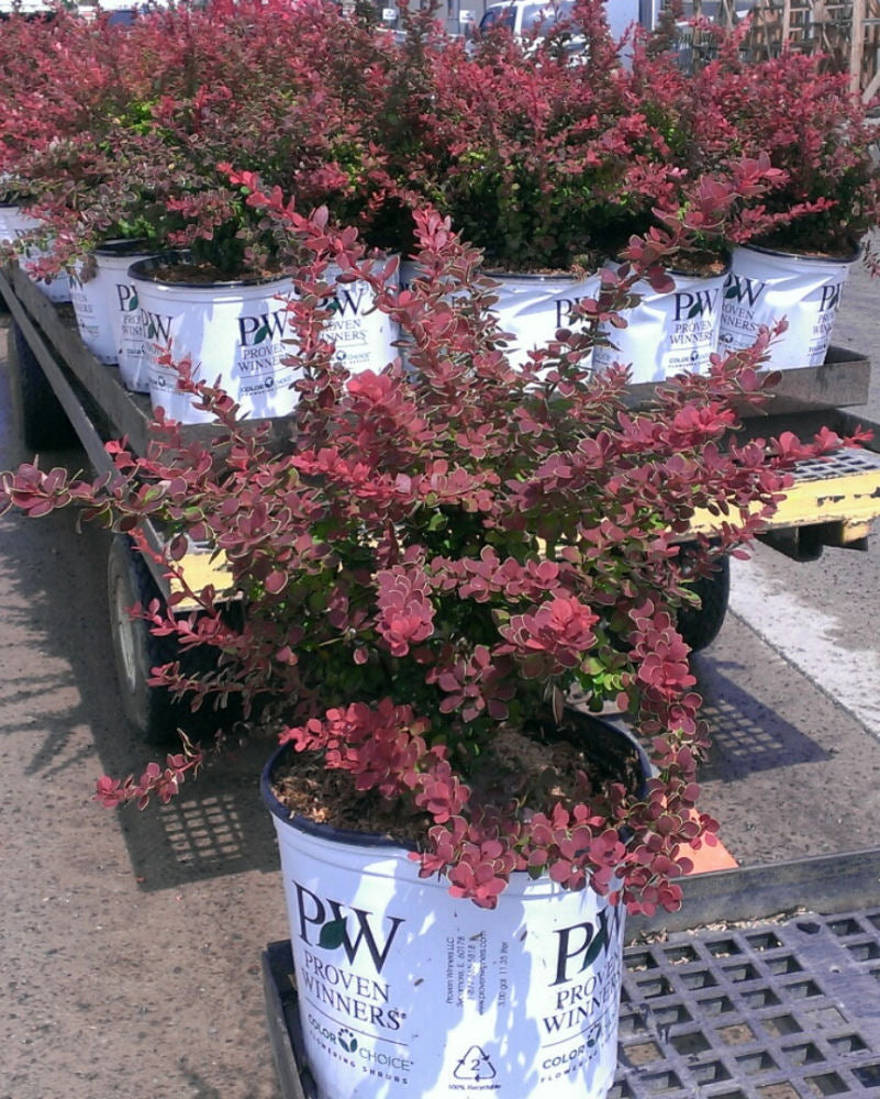 Sunjoy® Tangelo™ Barberry ~ Berberis thunbergii 'O'Byrne' G3