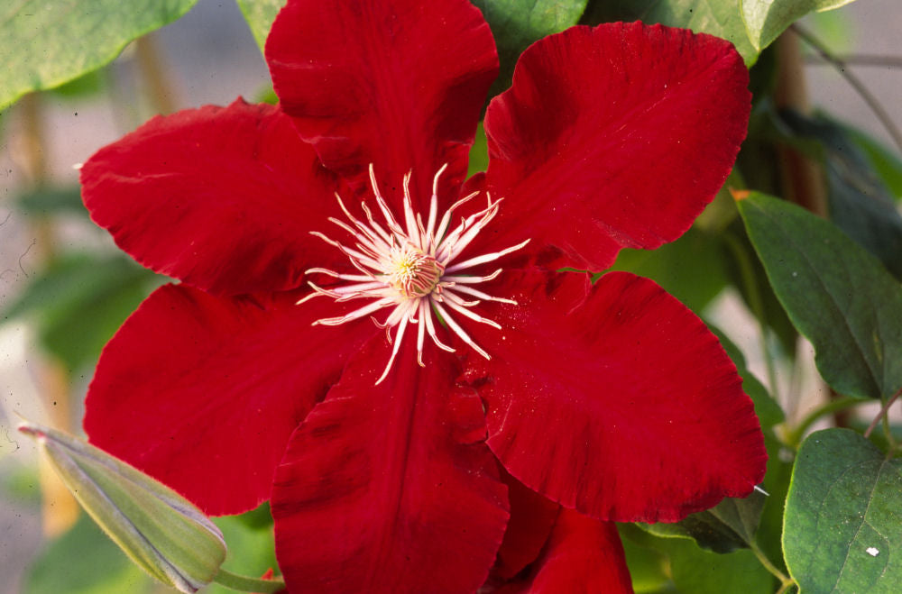 Rebecca™ Clematis ~ Clematis x 'Evipo016' 19CM