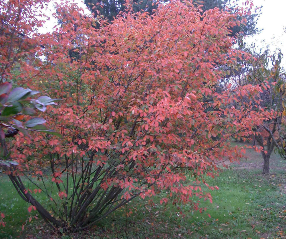 Canadian Serviceberry ~ Amelanchier canadensis G3