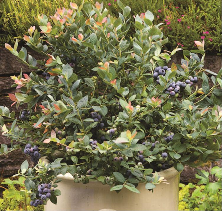 Pink Icing® Blueberry ~ Vaccinium ‘ZF06-079’ 19CM