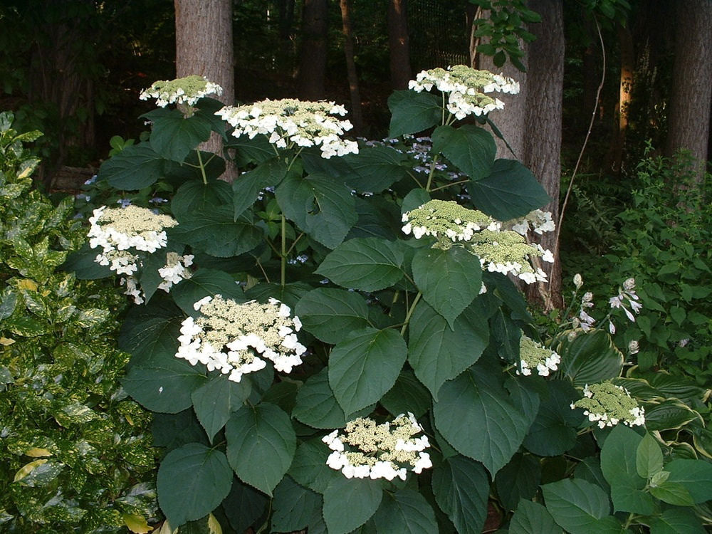 Haas' Halo Smooth Hydrangea ~ Hydrangea arborescens 'Haas' Halo' 19CM