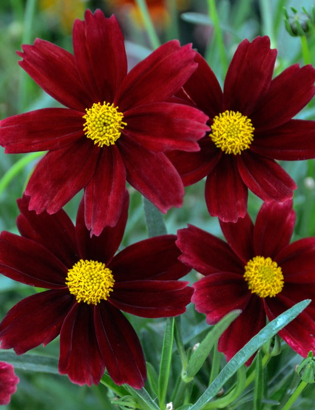 Li'l Bang™ Red Elf Tickseed ~ Coreopsis x 'Red Elf' 19CM