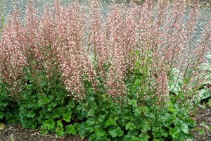 Champagne Coral Bells ~ Heuchera x 'Champagne' 19CM