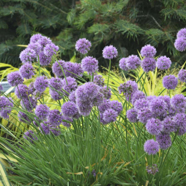 Medusa Ornamental Onion ~ Allium 'Medusa' 19CM