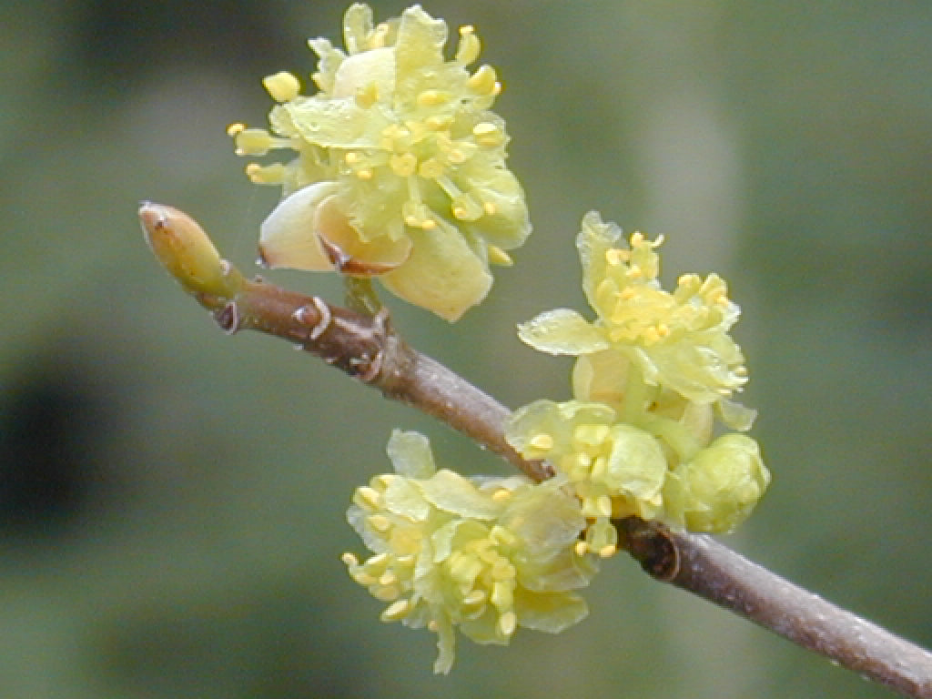 Northern Spicebush ~ Lindera benzoin G3