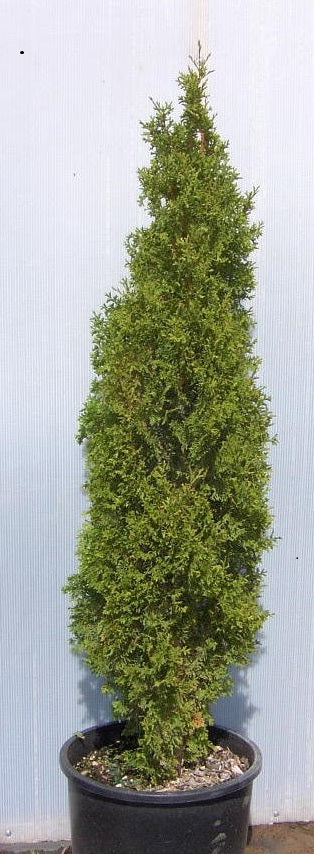 Degroot's Spire Arborvitae ~ Thuja occidentalis 'Degroot's Spire' G3