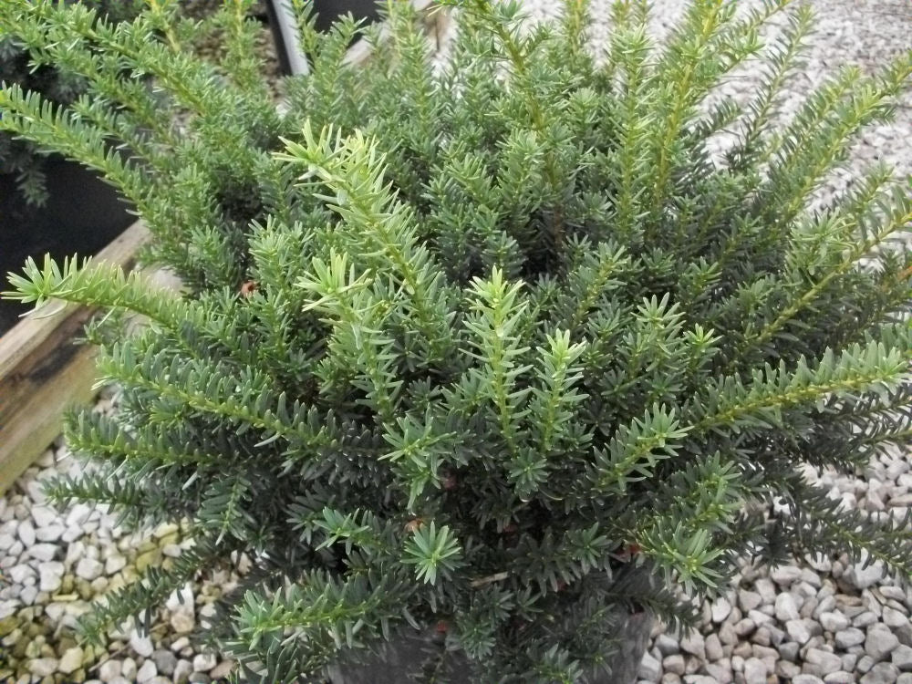 Ward's Yew ~ Taxus x media 'Wardii' G3