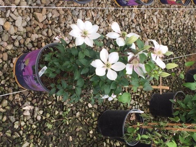 Boulevard® Corinne™ Clematis ~ Clematis x 'Evipo063' 19CM