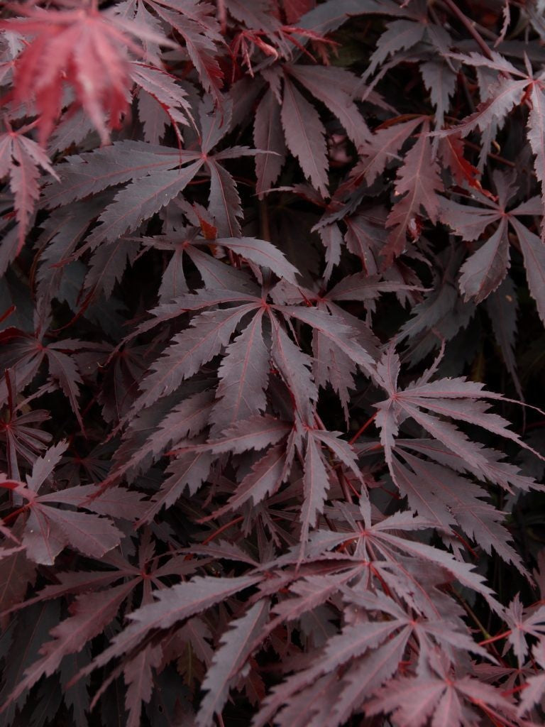 Burgundy Lace Japanese Maple ~ Acer palmatum 'Burgundy Lace' G3 24" LB