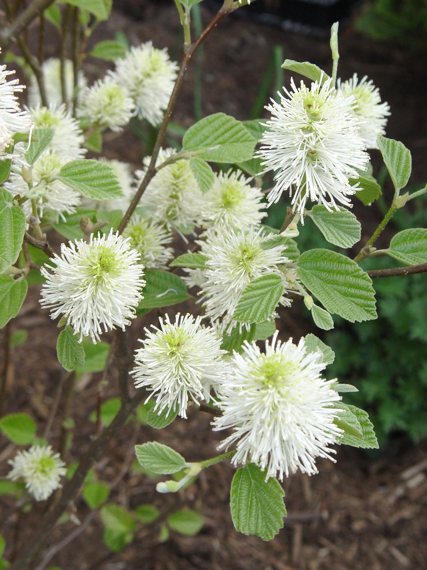 Mount Airy Fothergilla ~ Fothergilla major 'Mount Airy' G3