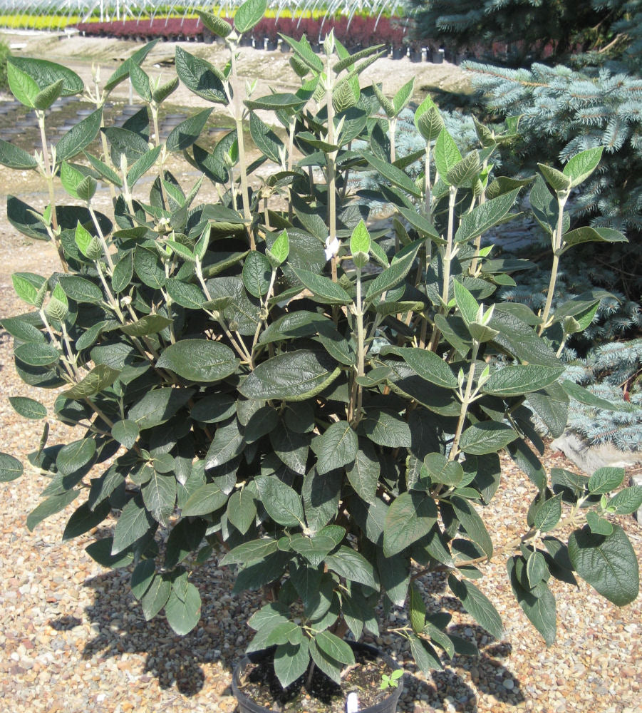 Allegheny Viburnum ~ Viburnum rhytidophylloides 'Allegheny' G3
