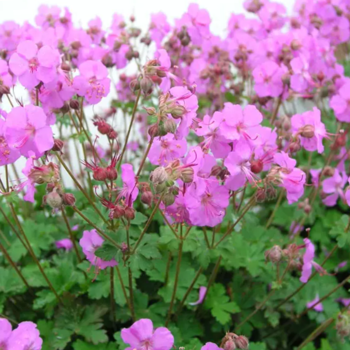 Biokovo Karmina Cranesbill ~ Geranium cantabrigiense Biokovo Karmina 19CM