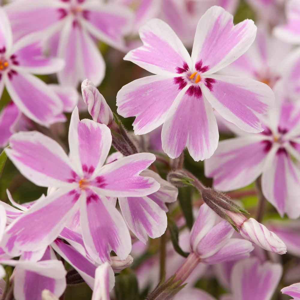 Candy Stripe Spring Phlox ~ Phlox subulata 19CM