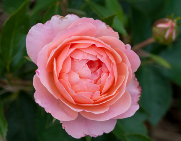 Calypso Rose ~ Rosa 'BAIypso' G2